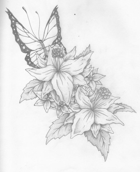 Бабочка на цветке карандашом