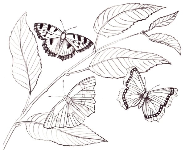 Цветы и бабочки Графика