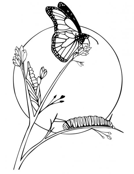 Раскраски цветов и бабочек