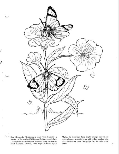 Зарисовки цветов, трав, насекомых