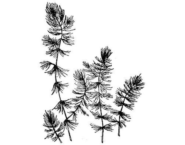 Роголистник рисунок