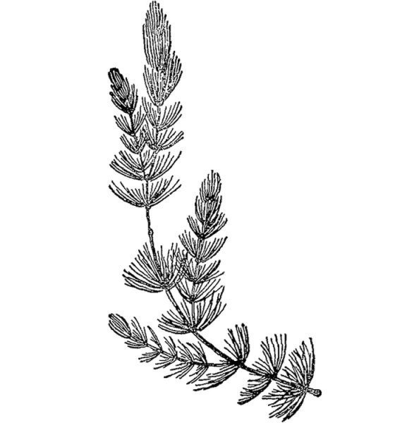 Роголистник формула цветка