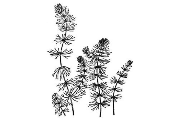 Роголистник Донской Ceratophyllum tanaiticum