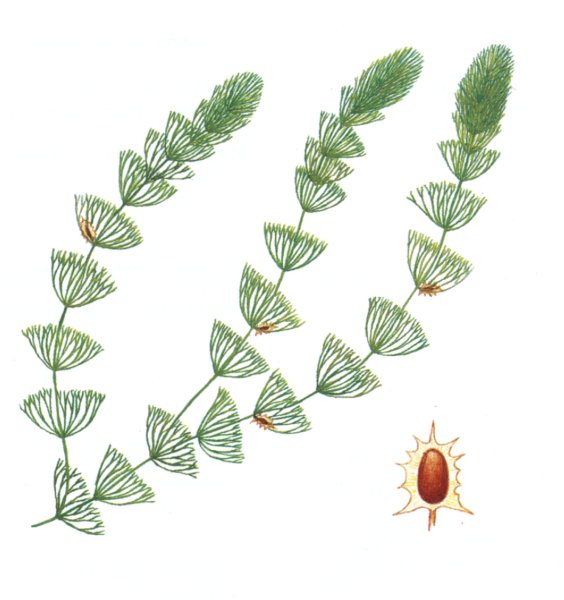 Роголистник формула цветка