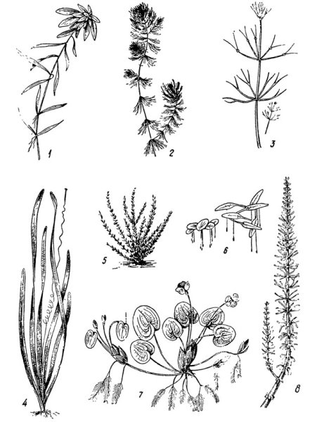 Роголистник Донской