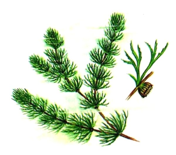 Роголистник раскраска