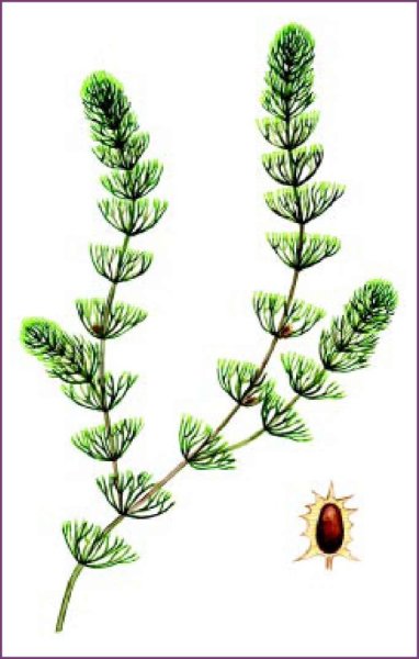 Ветка полыни тату