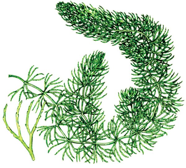 Роголистник чб