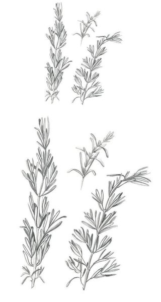 Уруть колосистая