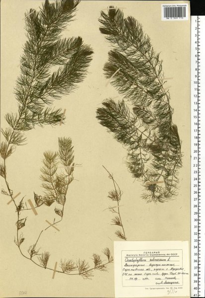 Роголистник рисунок