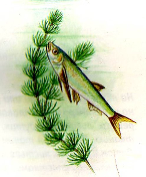 Харовые водоросли (Charophyta)