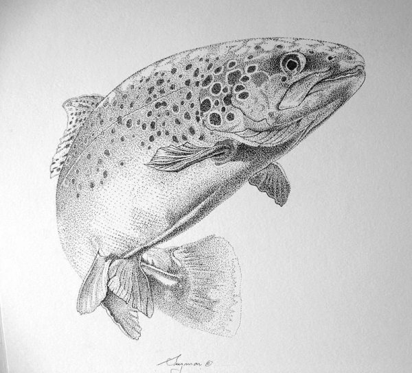 Форель набросок