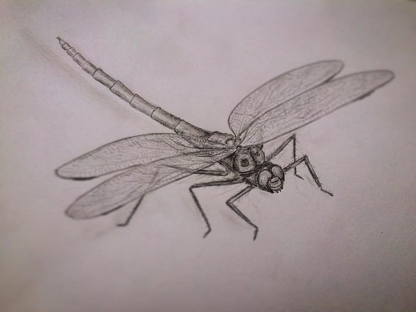 Стрекоза рисунок карандашом