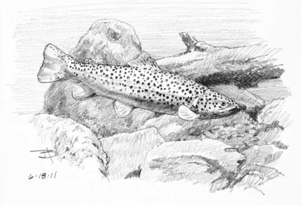 Кумжа для раскрашивания для детей