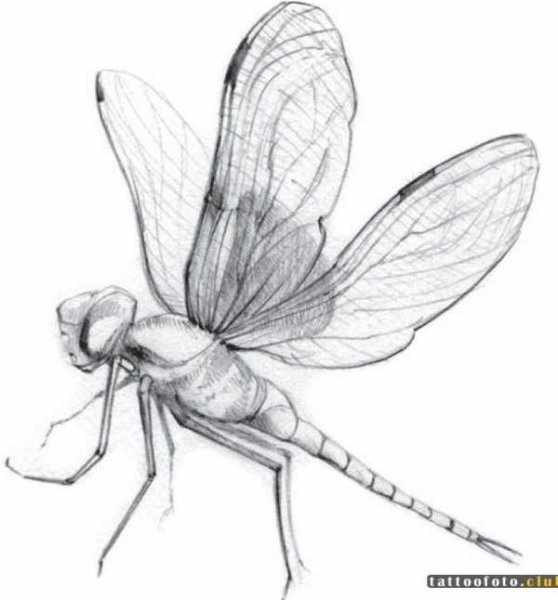 Насекомые карандашом