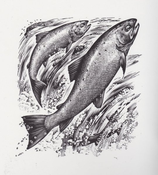 Лосось гравюра