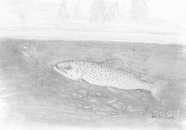 Кумжа карандаш