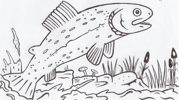 Форель раскраска