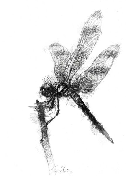 Стрекоза карандашом