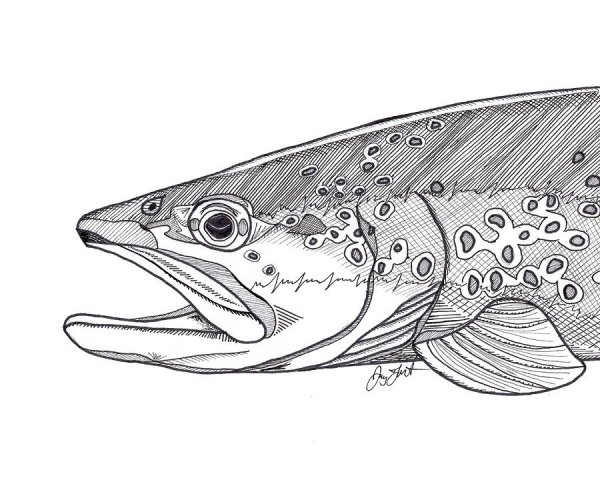 Форель карандашом