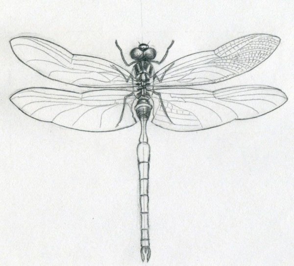 Насекомые. Стрекоза. Рисование.