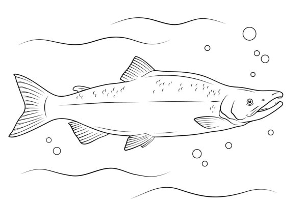 Раскраска горбуша