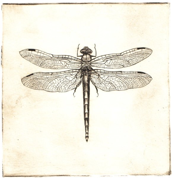 Стрекоза рисунок карандашом