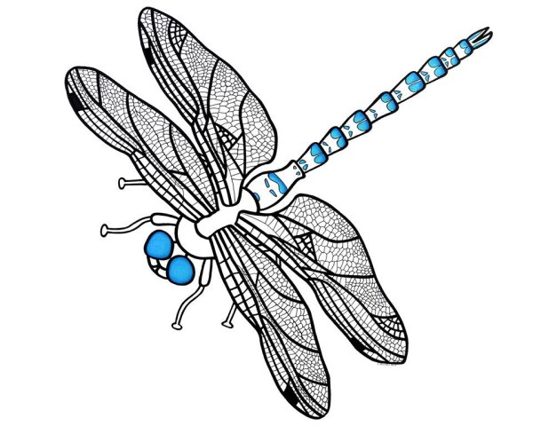 Зарисовки цветов, трав, насекомых