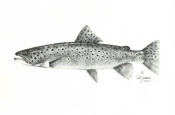 Кумжа карандаш