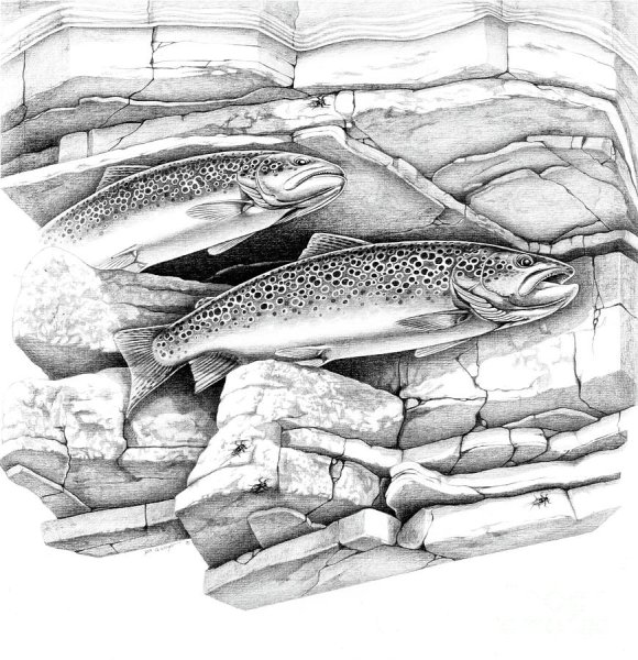 Форель рисунок карандашом