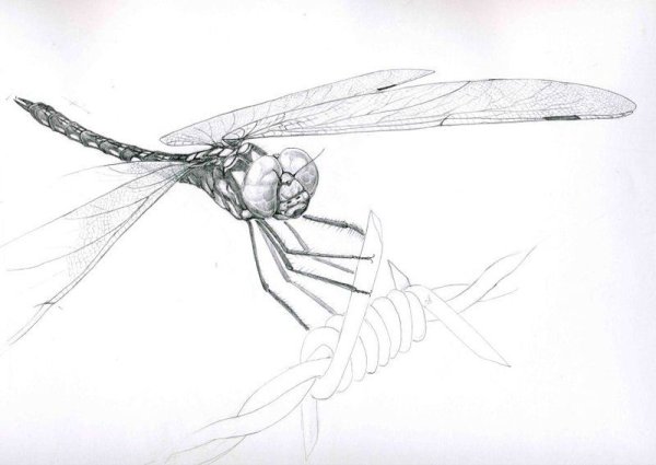 Лайнворк стрекозами