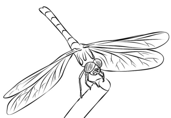 Стрекоза рисунок карандашом легко