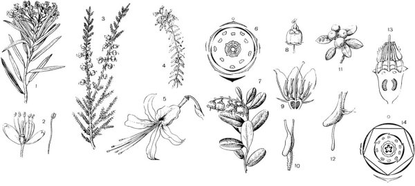 Лаванда карандашом