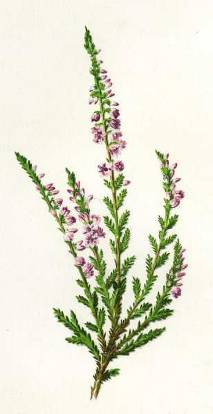 Calluna vulgaris (Ericaceae / Вереск