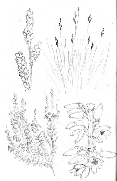 Вереск обыкновенный высота