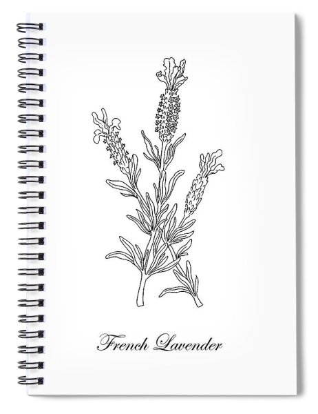 Вереск карандашом