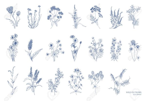 Вереск Ботанический рисунок