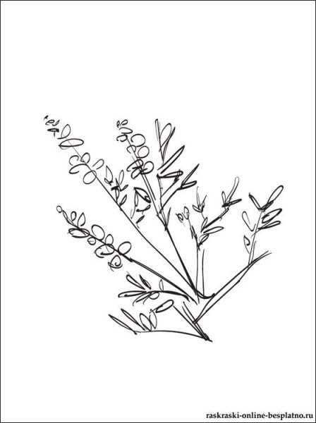 Вереск Графика