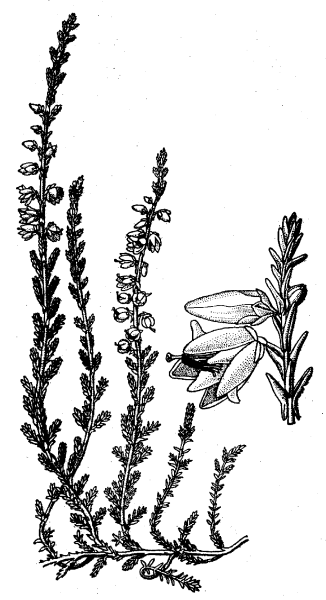 Лаванда карандашом