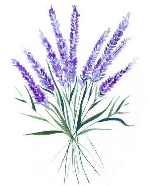 Вереск обыкновенный Ботанический рисунок