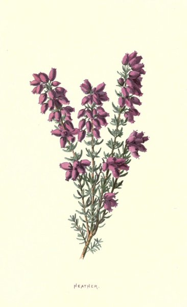 Вереск обыкновенный эскиз