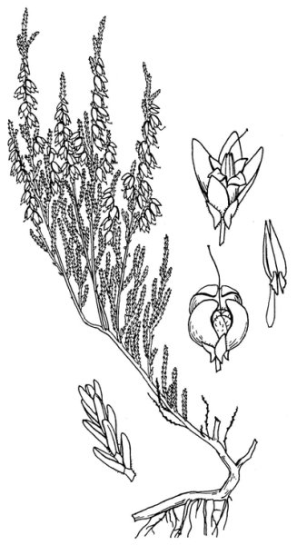 Лаванда Графика