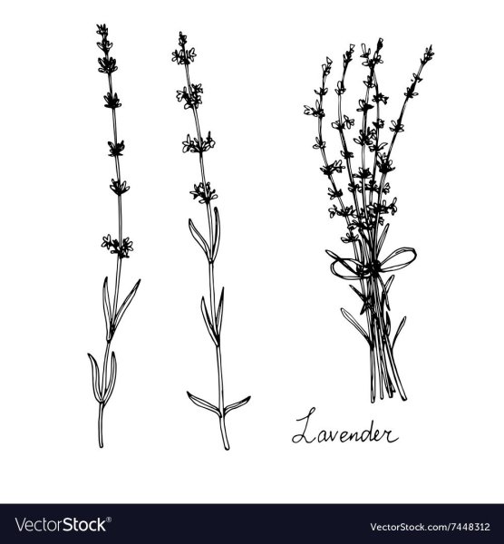 Лаванда черно белая