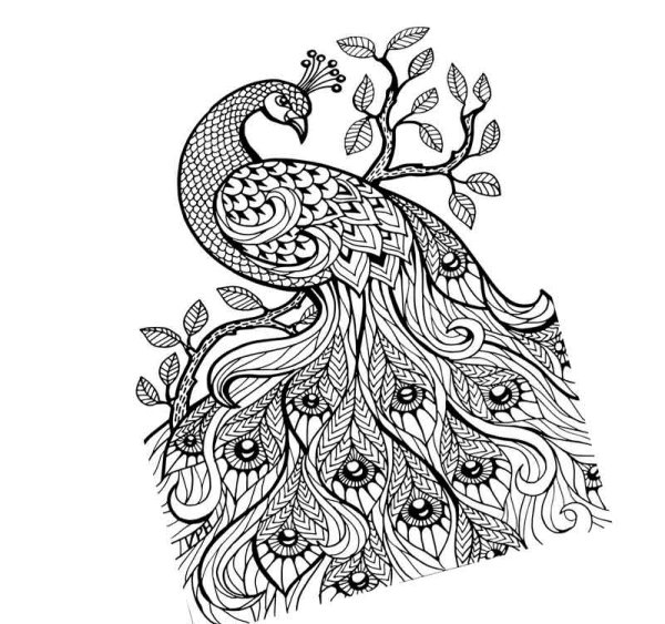 Павлин. Раскраска