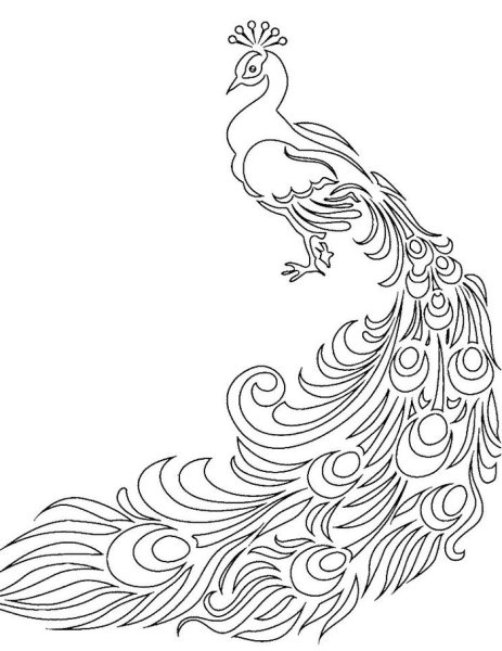 Тату эскиз Феникс Жар птица