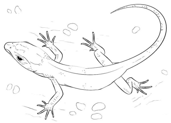 Ящерица раскраска для детей