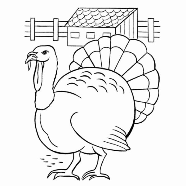 Индюк индюшка и индюшата раскраска