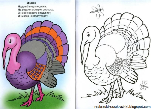 Индюк раскраска