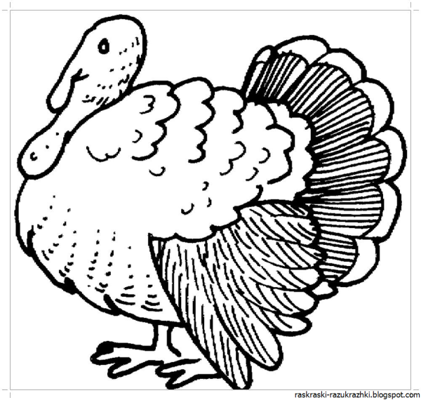 Индюк раскраска для детей