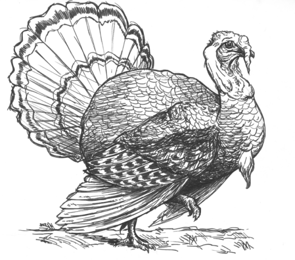 Индюк рисунок карандашом